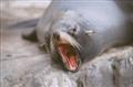 Southern American fur seal 